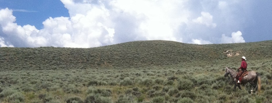 Lodgepole Quarter Horses